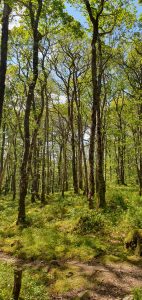 Woodland Walk