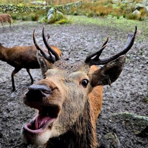 Red Deer Stag